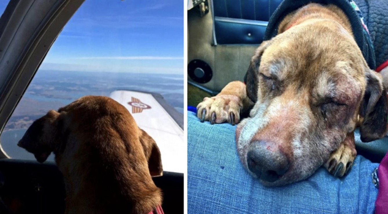 Pilot Flies Terminal Shelter Dog 400 Miles To Spend Her Last Days With A Loving Family!