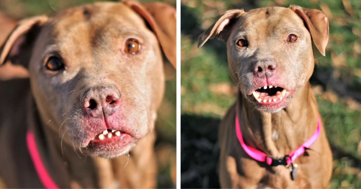 A.bu.sed Dog Has The Most Unusual Smile And He’s Beautiful!