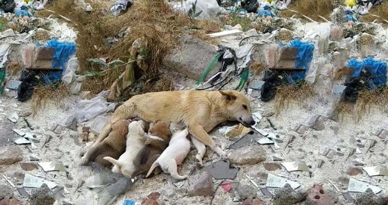 Stray mother dog with her legs were br.ok.en, fig.hting to save her puppies de.spe.rate waiting for help!