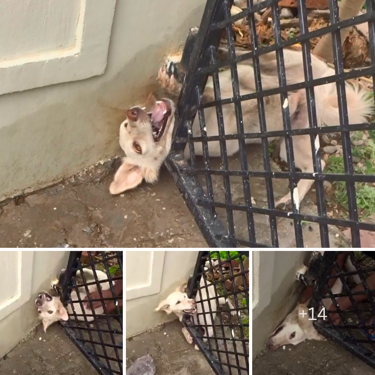 A trapped dog’s desperate cries of survival and courage echo unanswered through long, heart-wrenching hours of solitude.thaolv