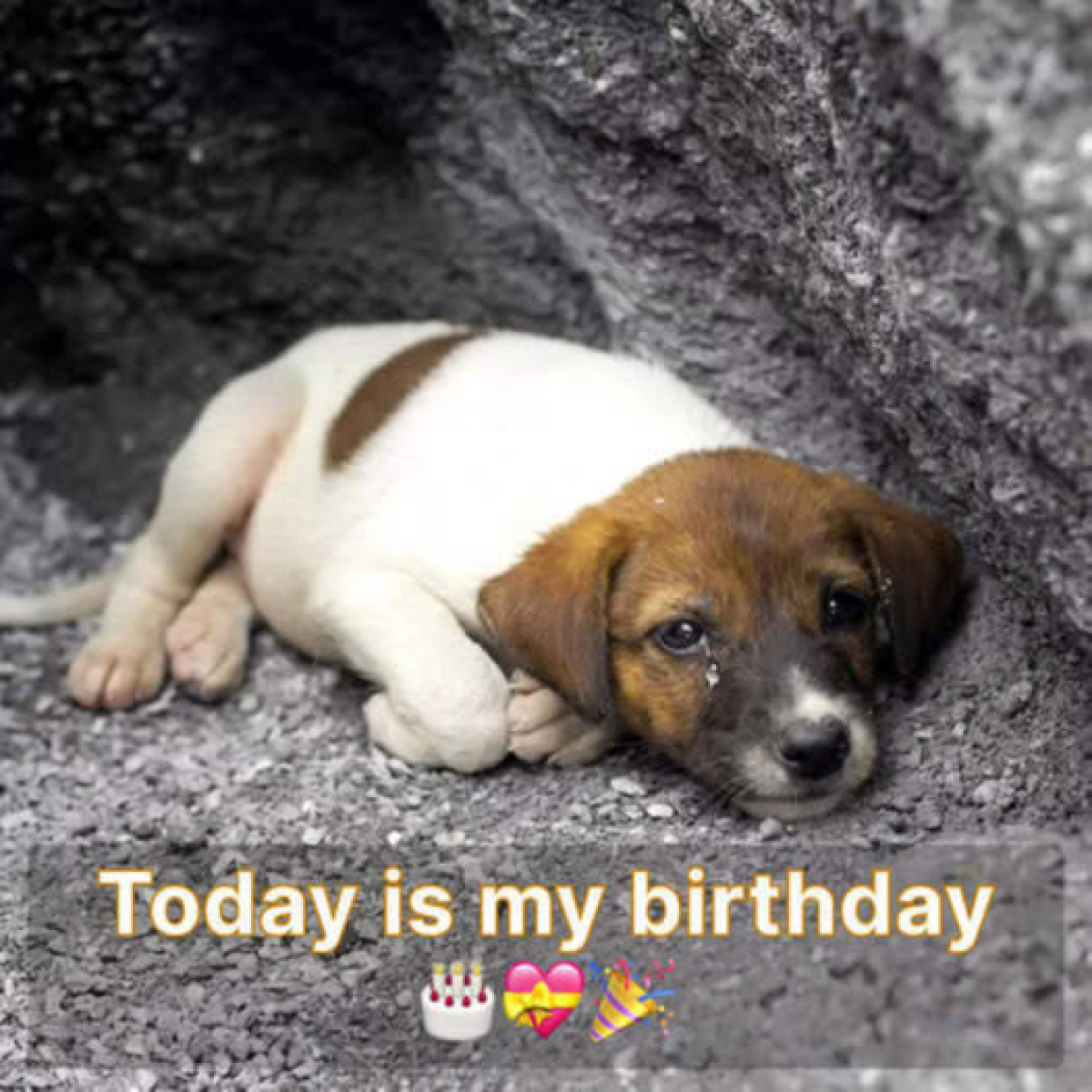 A Lonely Puppy’s Birthday Wish Comes True: A Heartwarming Rescue Story.dvh