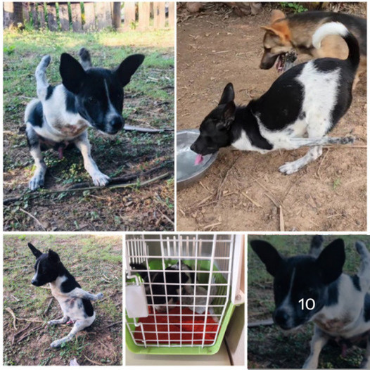 Two abandoned puppies faced the world together, overcoming every obstacle, until a twist of fate gave them the opportunity of a new life they never imagined.anhxuan