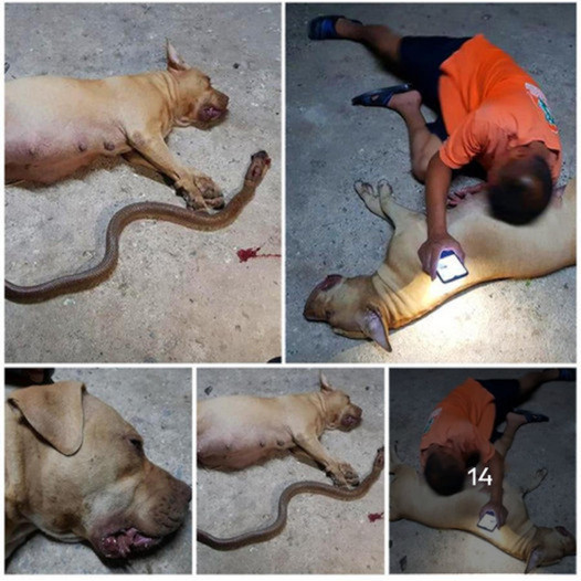 A pregnant pit bull bravely risks her own unborn puppies to protect her owner’s daughter, demonstrating profound maternal instinct.anhxuan