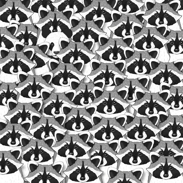 Challenge: Locate the panda hidden among the raccoons.